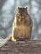 A squirrel eats corn stolen from the birdfeeder. Taken this week in our front yard. by Dawn Pregler.