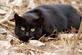 &quot;Laying in wait&quot;--a feral cat ready to pounce.. Taken March 21, 2023 Miller Riverview park, Dubuque, IA by Veronica McAvoy.