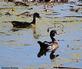 A wood duck pair swim at John Deere marsh.. Taken October 10, 2023 John Deere marsh, Dubuque county, Iowa by Veronica McAvoy.