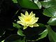 Lilly pad in bloom at Eagle Point Park fish pond.. Taken 8/22/11   by Julie Roth.