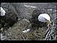 Changing of the Guard - Last Time I'm Going To Climb That Tree............Eagle's Nest in Decorah, IA. Taken 3/31/2011 - 9:15am Computer Webcam by Jack.