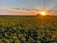 A beautiful sunset over a field of sunflowers . Taken in September in Belle Plaine, Iowa by Lorlee Servin.