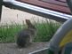 A baby bunny. Taken May 18, 2010 Outside on deck- Dubuque, IA by Amanda Leubka.
