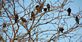 It's Bird Chirping Weather!. Taken MArch 24, 2011 Backyard by Laurie Helling.