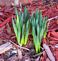 Determined Daffodils. Taken March 24, 2011 Dubuque by Laurie Helling.