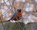 Evening Perch. Taken March 24, 2011 Backyard by Laurie Helling.