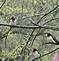 I have never seen so many Rose-breasted grossbeaks. We had 5 in our yard at once. I was lucky enough to get 3 in one shot.