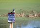 &quot;This doesn&#39;t apply--I have my own motor!&quot; --Belted kingfisher rests on a sign.. Taken October 10, 2023 John Deere marsh, Dubuque county, Iowa by Veronica McAvoy.