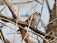 A white crowned sparrow rests on a tree branch.. Taken April 23, 2022 John Deere marsh, Dubuque, IA by Veronica McAvoy.
