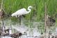Snowy egret. Taken June 2022 Green Island Wildlife Refuge by Jan Powers.