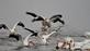 White pelicans &quot;fly into&quot; a feeding pod of pelicans in the river.. Taken March 21, 2023 Near Mississippi river north of Dubuque, IA. by Veronica McAvoy.