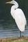 Great White Egret. Taken August 2023 Sabula, IA by Jan Powers.
