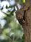 "No it's not an oreo cookie!",,,Squirrel with a nut in it's mouth.. Taken September 22, 2023 Miller park, Dubuque, IA by Veronica McAvoy.