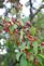 Tree fruit. Taken 9/25/10 Melissa court, Dubuque by Dalton Leisen.