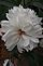 White Peony in Bloom. Taken 5-19-12 Backyard in Dubuque  by Peggy Driscoll.