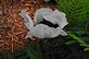 White and black poppy in bloom. Taken 5-6-12 yard in Dubuque by Peggy Driscoll.