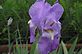 Iris in Bloom. Taken 5-6-12 Frontyard by Peggy Driscoll.