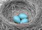 Robin's Nest. Taken May 7, 2011 My back deck by Laurie Helling.