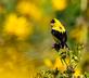 Goldfinch is surrounded by false sunflowers. Taken September 9, 2023 Mines of Spain, Dubuque County by Deanna Tomkins.