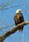 A bald eagle calls out while perched on a branch.. Taken March 28, 2023 John Deere marsh, Dubuque, IA by Veronica McAvoy.
