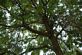 Tree branches. Taken 9/25/10 Melissa court, Dubuque by Dalton Leisen.