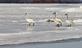 "Walk this way, " four swans walk on ice.. Taken December 18, 2022 John Deere marsh, Dubuque, IA by Veronica McAvoy.