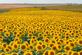 A sea of yellow. Taken in September in Belle Plaine, Iowa by Lorlee Servin.