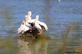 &quot;Three is company--but this is overcrowded&quot;--Pelicans group among rocks,. Taken October 10, 2023 John Deere marsh, Dubuque county, Iowa by Veronica McAvoy.