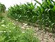 Wild Daisies growing with the Field Corn. Taken June, 2009 on a Farm in Jackson County by Dawn Wagner.