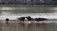 "The clean-up crew"--Turkey vultures work on cleaning up a fish carcass in Peosta channel.. Taken September 12, 2023  Dubuque, IA by Veronica McAvoy.