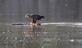 A young eagle stands on a fish carcass & feasts on it in the Peosta channel.. Taken September 12, 2023 Dubuque, IA by Veronica McAvoy.