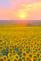 The sun sets over a field of sunflowers. Taken in September in Belle Plaine, Iowa by Lorlee Servin.