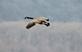 A Canadian goose flies over a marsh.. Taken March 02, 2023 John Deere marsh, Dubuque, IA by Veronica McAvoy.