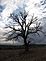 A lone tree stands waiting for the coming storm. Taken this fall in Dubuque county by Dawn Pregler.