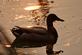 A mallard swims in the warm glow of the setting sun.. Taken May 16, 2023 Miller Riverview park, Dubuque, IA by Veronica McAvoy.
