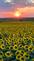 The sun sets over a field of sunflowers . Taken in mid September  in Belle Plaine, Iowa by Lorlee Servin.