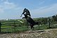 Ebony Reg Saddlebred Stallion at play. Taken 9-15-09 Our Farm High Steppin Farm by Kathy Herbst.