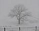 		 Frost and fog on a winter morning.