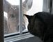 A deer peeks in a window in Peosta; a cat inside the house stares back.	 
