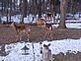Deer listening and feeding at the bird feeder in the back yard. 		 
