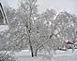 A snow filled tree in after the storme of Feb 16 2008		 