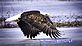 Eagle flying low. Taken March 6, 2011 Green Island Wildlife Reserve by Dave Updegraff.