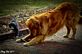 Lily the dog and Louie the cat.. Taken a few days ago. In my yard. by Stacy Vize.