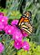Monarch Butterfly. Taken 5/4/12 My front yard by Lori.