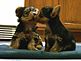 Mocha and Abby  / Brother and Sister Yorkies. Taken February 9th, 2010 Dubuque by Ron Metz.