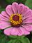 Colorful zinnia are blooming. Taken today in my back yard by Dawn Pregler.