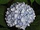 Everlasting Summer Hydrangea just never quit blooming. Taken today in my front yard by Dawn Pregler.