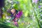 A swallowtail on a butterfly bush. Taken in August at the Bellevue butterfly garden by Lorlee Servin.