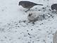 Albino Finch!