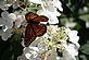 Monarch butterfly sitting on a hydrangea. Taken July 30, 2010 Earlville Park, Earlville, Iowa by Janet Spoerl.